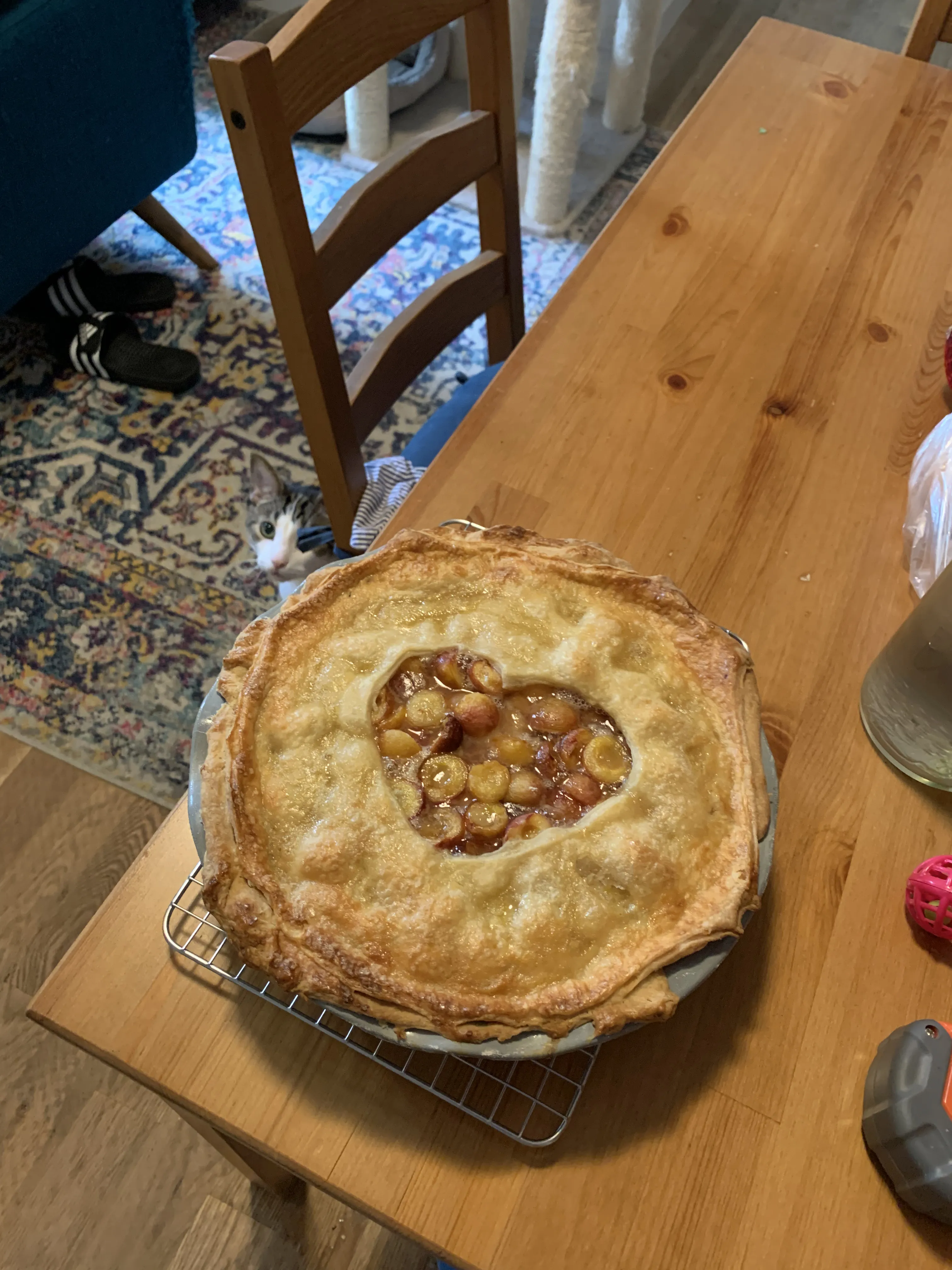 Finished pie with my cat, Fonzie, looking into the camera